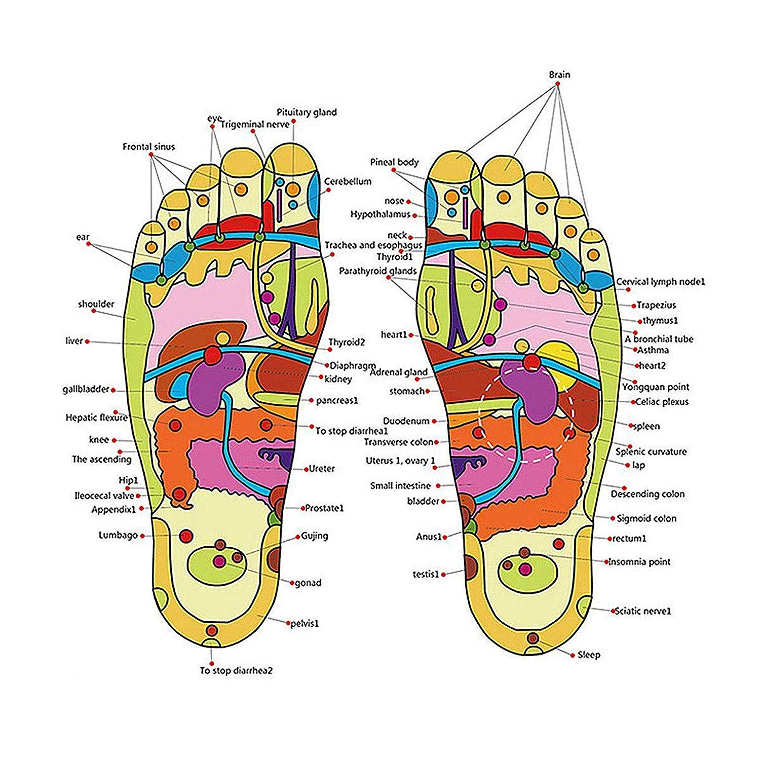 Magnetic Therapy Spring Acupressure Paduka Accu Slippers for Full Body Blood Circulation Natural Paduka Slippers For Men and Women (Unisex) Multisize Magnetic Therapy Spring Acupressure Paduka Accu Slippers for Full Body Blood Circulation Natural Paduka Slippers For Men and Women (Unisex) Multisize